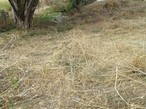 1493 m² Land available in Lombardy West