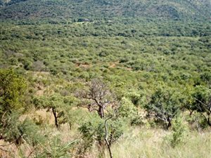 56 ha Farm in Mokopane