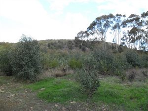 2883 m² Land available in Bredasdorp