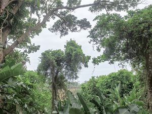 1238 m² Land available in Trafalgar
