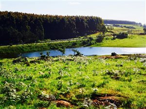 213 ha Farm in Louwsburg