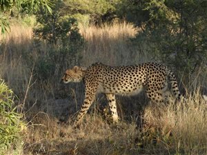 21 ha Land available in Dinokeng