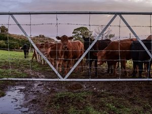 428 ha Farm in Ficksburg