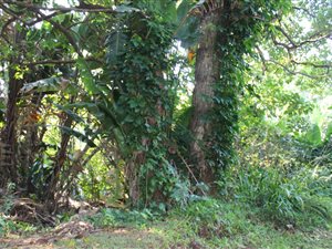 1419 m² Land available in Palm Beach