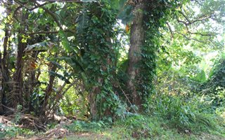1419 m² Land available in Palm Beach
