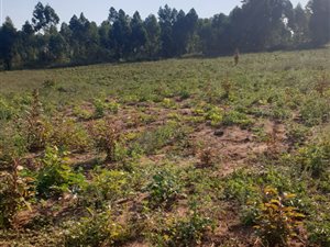 2 ha Land available in White River AH