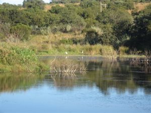 4.2 ha Farm in Boschkop