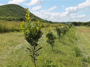 40 ha Farm in Barberton