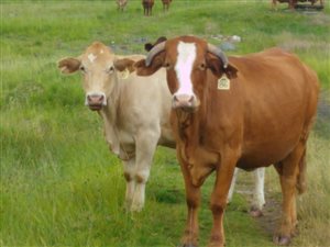 245 ha Farm in Bethal
