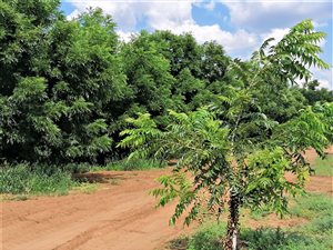 75 ha Farm in Jan Kempdorp