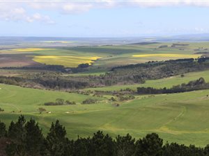 805 ha Farm in Bredasdorp