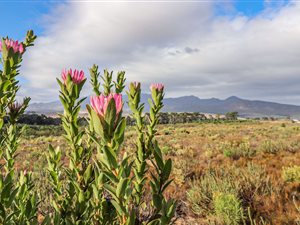 50 ha Farm in Bot River
