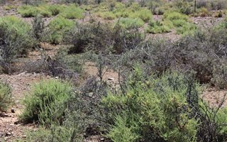 2570 ha Farm in Kenhardt