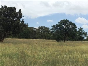 13 ha Farm in Derdepoort