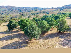 20 ha Farm in Hazyview