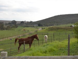94 ha Farm in Swellendam