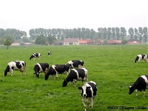 Farm in Viljoenskroon