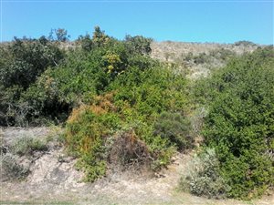 875 m² Land available in Meedingsride