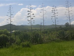 1200 m² Farm in Empangeni Rail