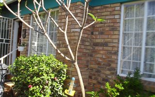 2 Bedroom Townhouse in Doornpoort and surrounds