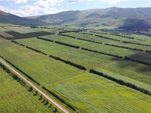 604.1 ha Farm in Kokstad