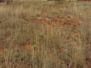 648 m² Land available in Bendor