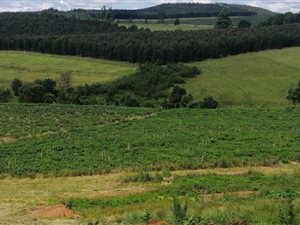 8 ha Farm in Howick