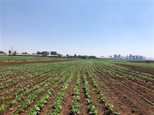 25 ha Farm in Lenasia