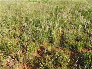 1295 m² Land available in Orkney
