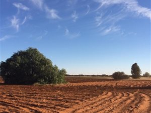 140 ha Farm in Dealesville