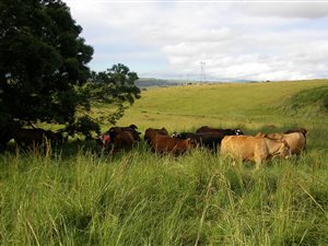 257 ha Farm in Pietermaritzburg Central