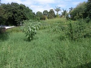 2 ha Farm in Tzaneen