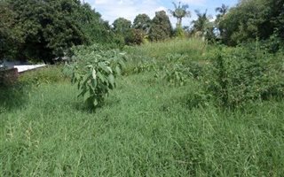 2.3 ha Farm in Tzaneen