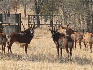 731 ha Farm in Hoedspruit