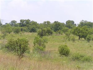 4.2 ha Land available in Tiegerpoort