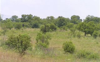 4.2 ha Land available in Tiegerpoort