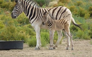 370 ha Farm in Montagu