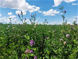 34 ha Farm in Upington