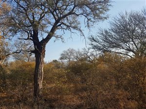 4391 m² Land available in Blyde Wildlife Estate