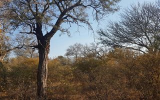 4391 m² Land available in Blyde Wildlife Estate