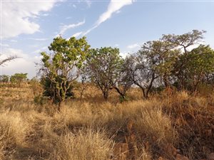 1963 m² Land available in Kameeldrift East