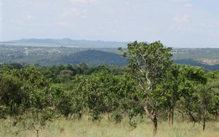 21 ha Farm in Andeon AH