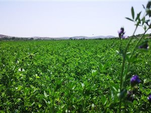 77 ha Farm in Upington