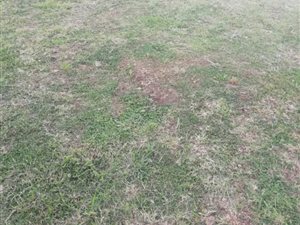 1117 m² Land available in Allandale