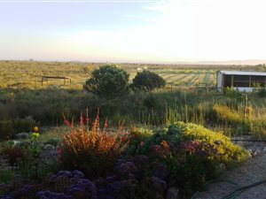 21 ha Farm in Hopefield