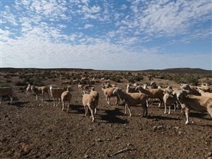 8125 ha Farm in Loeriesfontein