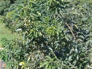 950 m² Land available in Avoca