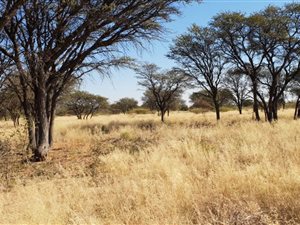 3839 ha Farm in Tosca