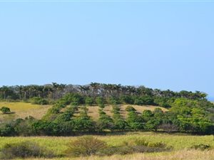 8.4 ha Farm in Tongaat Central