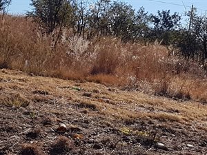 718 m² Land available in Doringkruin